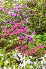 Naklejka premium Delightful background of lush blooming azalea bushes