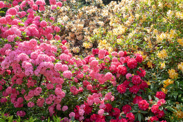Obraz premium Delightful background of lush blooming azalea bushes. Sea of flowers. Selective focus