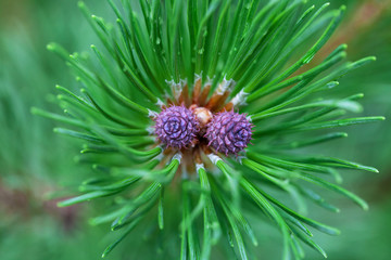 Top view of a sprig of pine with charming young pine cones. Close-up. Selective focus