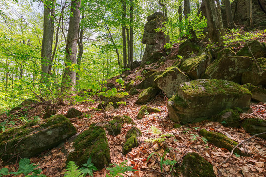 huge mossy rocks in the forest. beautiful nature scenery in spring. wild beech forest