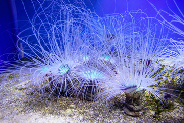 Lovely sea anemones in the aquarium. Blur