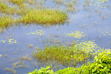 Thickets of reeds and water lilies and swimming ducks on Skandar Lake in Montenegro