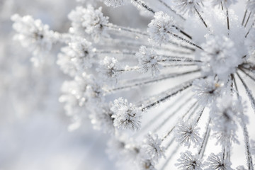 Grass branches frozen in the ice. Frozen grass branch in winter. Branch covered with snow.