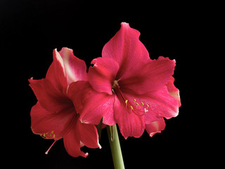 Beautiful flowers of the bulbous plant Hippeastrum. Pink flowers on a black background. Isolated hippeastrum inflorescence.