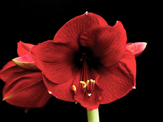 Beautiful flowers of the bulbous plant Hippeastrum. Red flowers on a black background. Isolated hippeastrum inflorescence. - 247808297