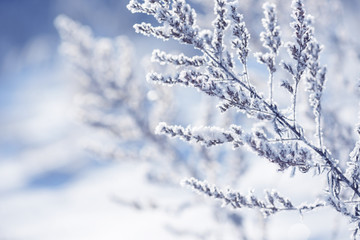 Grass branches frozen in the ice. Frozen grass branch in winter. Branch covered with snow.