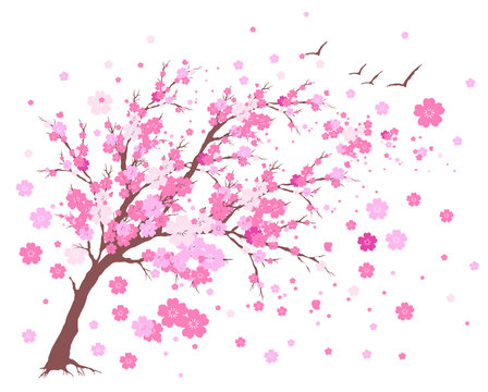 pink  cherry flowers tree , on a white
