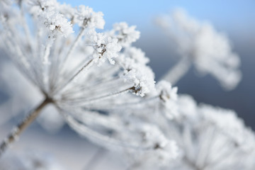 Grass branches frozen in the ice. Frozen grass branch in winter. Branch covered with snow.