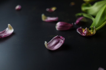 Bouquet of wilted tulips on a black depressive background. Fallen petals of tulips on a dark background. Macro shot. Depressive old bouquet of flowers.
