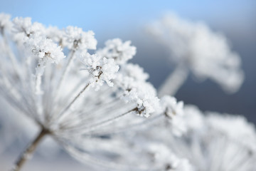 Grass branches frozen in the ice. Frozen grass branch in winter. Branch covered with snow.