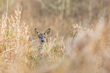 Roe hiding in the meadow