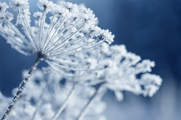 Dry branches of grass and flowers on a winter snowy field. Seasonal cold nature background. Winter landscape details. Wild plants frozen and covered with snow and ice in meadow.
