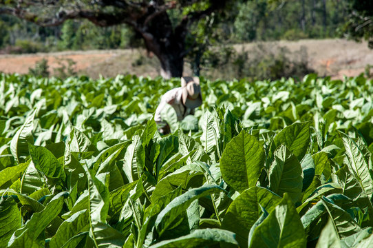 Tabakplantage in Kuba