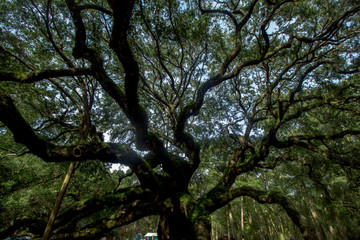 Obraz premium Not Quite Deep South