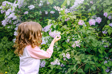 Happy baby girl exploring the world of plants after rain. Concept of learning. Lilac Bush in the garden.