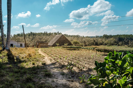 Tabakplantage in Kuba