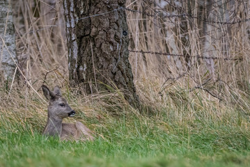 Roe lying in the meadow