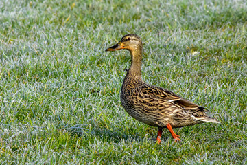 Female Mallard Duck