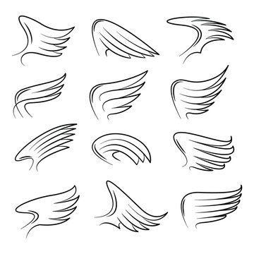 Set of hand drawn bird wings vector