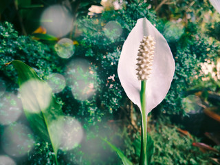 Closeup white flower of Anthurium on green nature background .