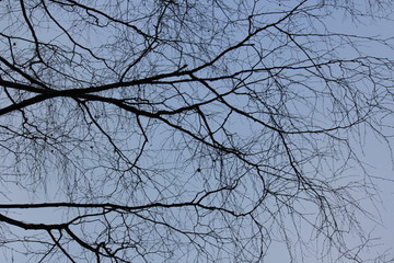 branches of a tree against blue sky