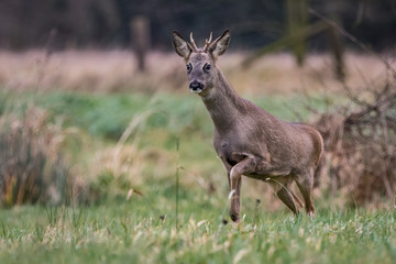 Roebuck in the meadow