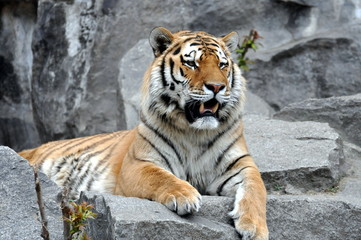 Obraz premium Tiger