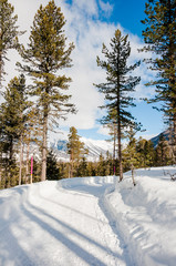 St. Moritz, Stazerwald, Wald, Winterwanderweg, Oberengadin, Alpen, Winter, Wintersport, Graubünden, Schweiz