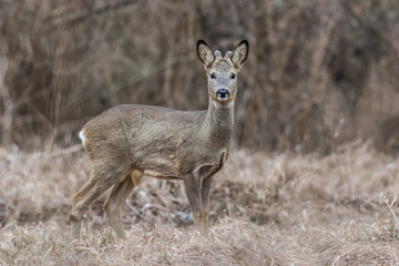 Roebuck at winter in the meadow