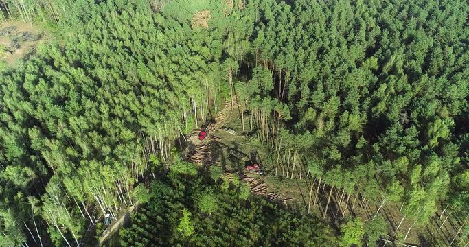 Forest cutting. A lumberjack operating a logging machine in a pine forest. Forest Industry. A cut-to-length (CTL) forest harvester. Forest Wheeled Harvester. Forestry Equipment. Logging Equipment.