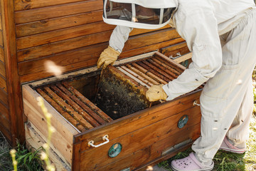 beekeeper pulls out from the hive a wooden frame with honeycomb. Collect honey. Beekeeping concept
