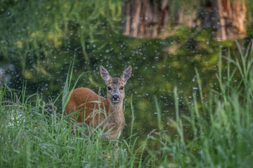 Roe at a small billabong