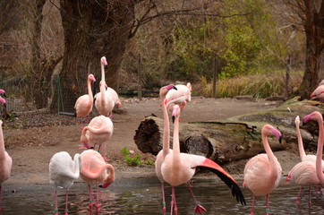 Pink Flamingo in a pond