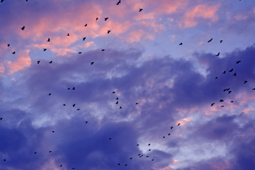 Evening gloomy sky. A flock of flying birds.