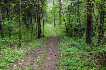 empty country gravel road with mud puddles and bumps