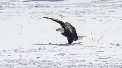Bald eagle landing in the snow in an open field