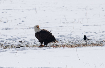 Bald eagle telling a magpie to go away while he eats