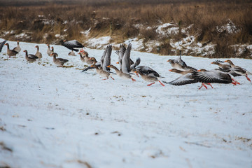 Many birds flying in the sky