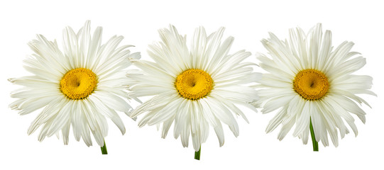 Fresh white chamomile isolated on white background with clipping path