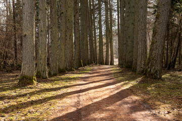 empty country gravel road with mud puddles and bumps