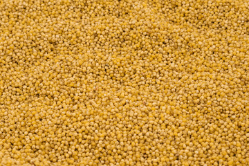 Yellow millet groats texture background