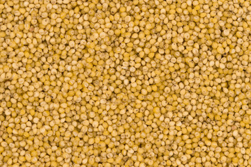 Yellow millet groats texture background