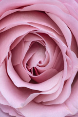 Image of a marriage open beautiful pink purple lila pastel soft rose. Close up in the studio
