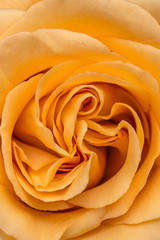 Image of a marriage open beautiful yellow orange pastel soft rose. Close up in the studio