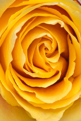 Macro close up of a marriage open beautiful yellow rose. Close up in the studio