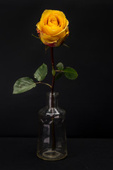 Yellow Rose Isolated against Black