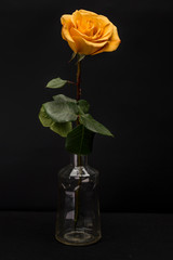 Yellow Rose Isolated against Black