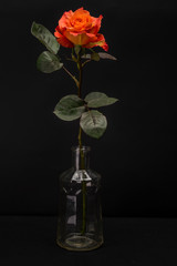 Orange Rose Isolated against Black