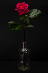Red Rose Isolated against Black