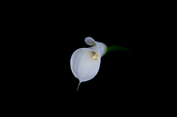 White arum lily on a black background